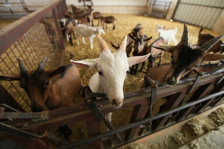 Dairy Khoury Farm Gates Opening